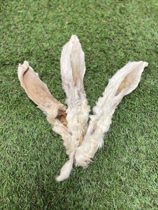 Rabbit Ears